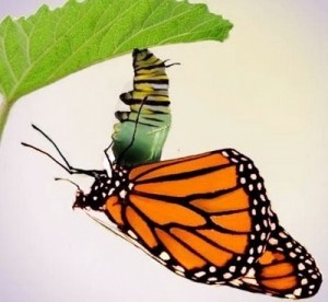 caterpillar-to-butterfly.1